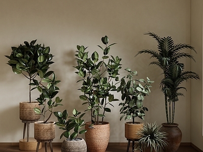 植物组合 盆栽组合