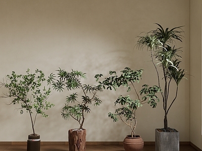 植物组合 盆栽组合