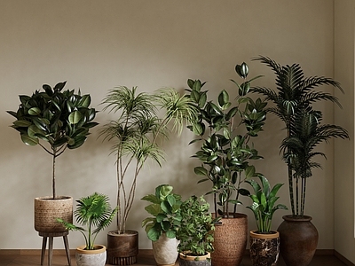 植物组合 盆栽组合