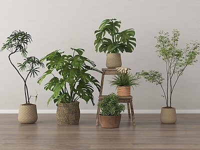 盆栽 绿植盆栽 盆景 组合