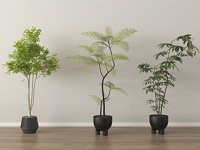 盆栽 绿植盆栽 盆景 组合