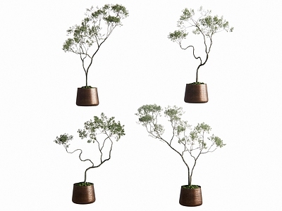 盆栽 盆栽 绿植盆栽 绿植小乔木 花盆 造型树