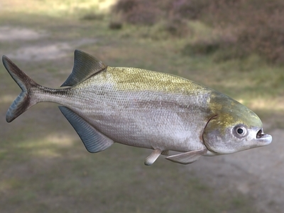 水生类动物 鲢鱼 白鲢 动物 生物