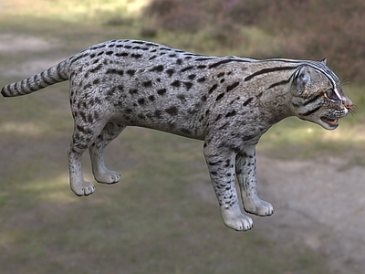 爬行类动物 渔猫 dw 动物 生物