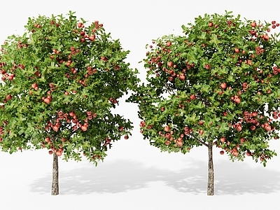 乔木 苹果树 果树 石榴树 柿子树 橘子树