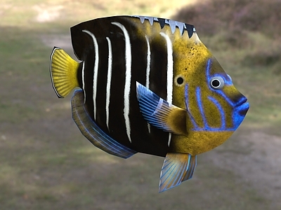 水生类动物 金尾神仙鱼 动物 生物