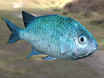 水生类动物 青魔鱼 动物 生物