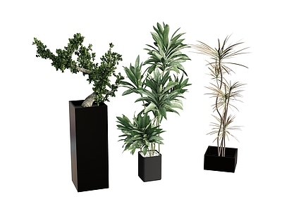 盆栽 盆栽花盆绿植 树植物
