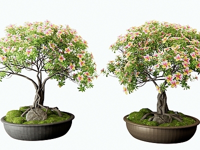 盆栽 杜鹃 月季花 山茶花 海棠花 花卉盆景