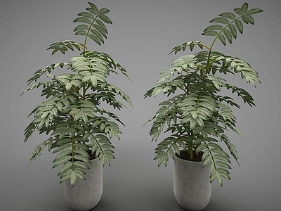现代风格植物