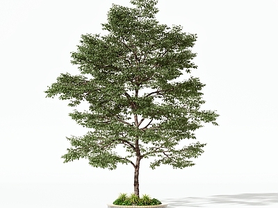 景观树 乔木 灌木 绿植 盆栽 景观树