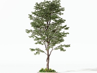 景观树 乔木 灌木 树木 盆栽 树池