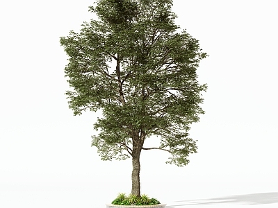 景观树 乔木 灌木 树木 盆栽 景观树
