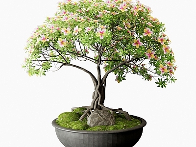 盆栽 花卉盆景 杜鹃花 山茶花 月季花