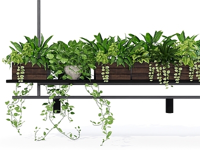 盆栽 绿植盆栽 吊篮 天花绿植