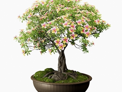 盆景 花卉盆栽 山茶花 杜鹃花 月季花 花卉盆景