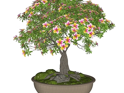 盆栽 花卉盆景 杜鹃花 山茶花 月季花 花卉盆栽