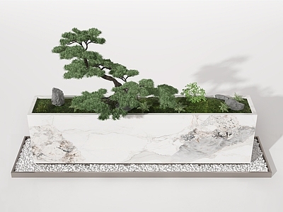 盆景 盆栽 景观植物 松树 盆景 小景