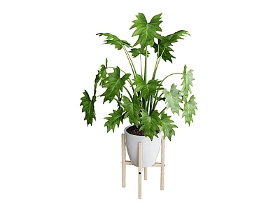 盆栽 盆栽植物胡 植物绿植热带植物