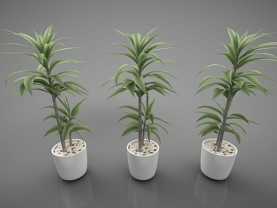 现代风格植物