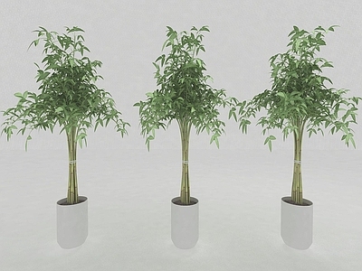 现代植物