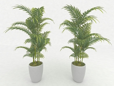 现代植物