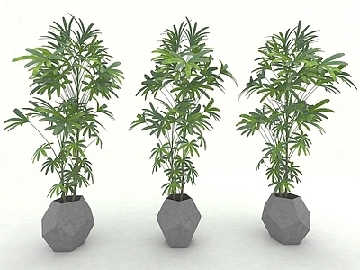 现代风格植物
