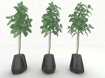 现代风格植物