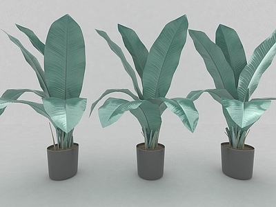 现代绿植盆栽