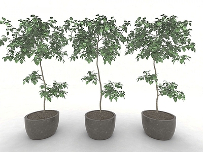 现代风格植物