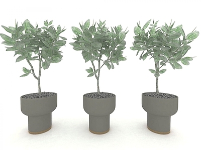 现代风格植物