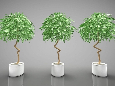现代风格植物