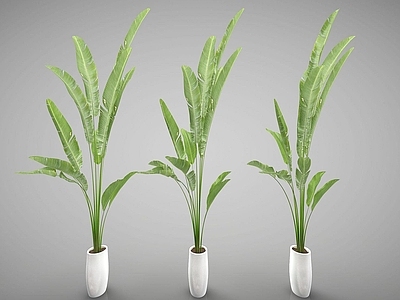 现代风格植物