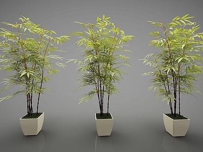 现代风格植物