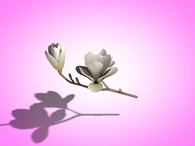 现代玉兰花