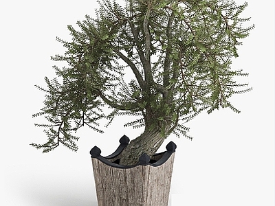 现代佛龛 现代植物盆栽花盆绿植