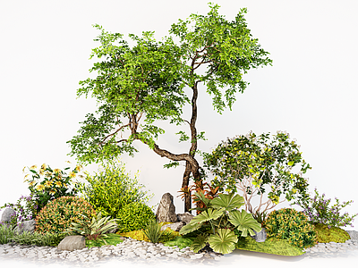 植物组合 庭院植物组合 灌木绿植 造型树