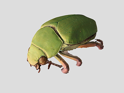 爬行类动物 甲壳虫 虫子 昆虫