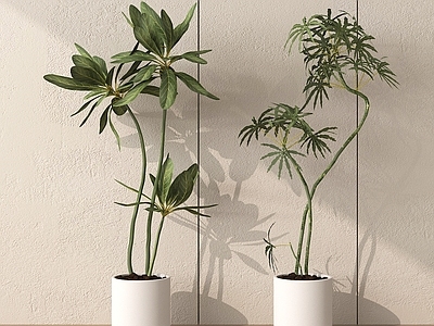 盆栽 盆栽盆景 现代盆栽植物