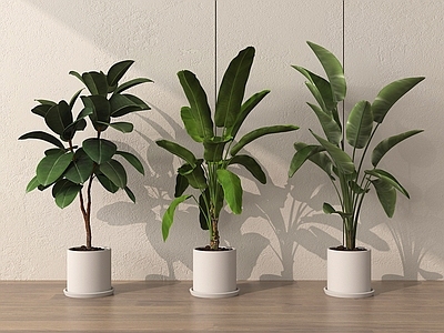 盆栽 盆栽盆景 现代盆栽植物