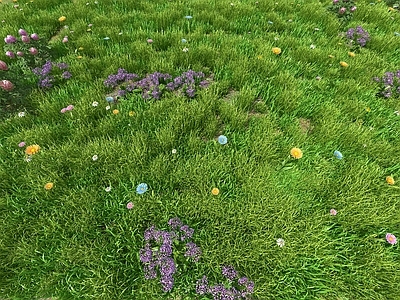 花草组合 草地 花草