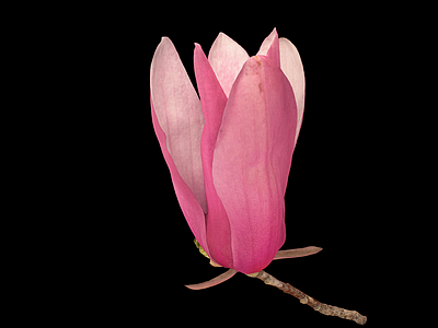 花 玉兰花 紫甘蓝 花枝 花 鲜花