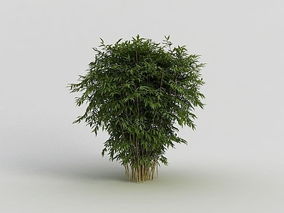现代户外园林灌木丛