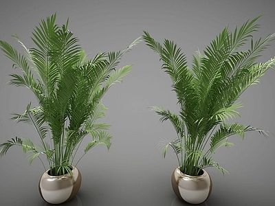 现代植物