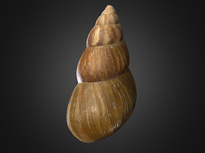 其他动物 蜗牛 蜗牛壳