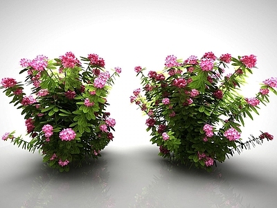 现代植物