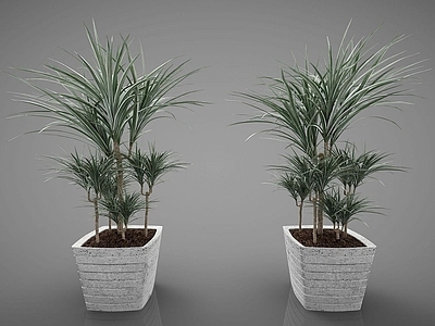 现代装饰植物