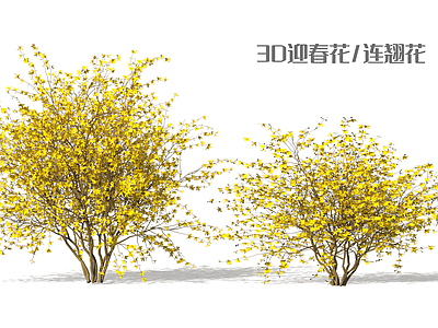 灌木 迎春花 连翘 盆栽灌木 花境植物 灌木球