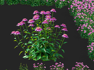 花 紫锥菊花 锥花 甘菊