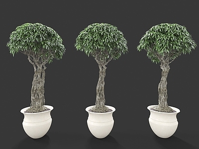 现代装饰植物